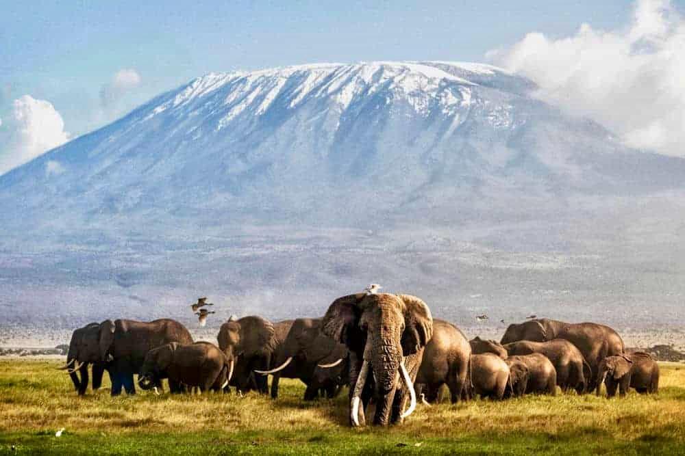 Mighty Tarangire, Ngorongoro Crater and Serengeti